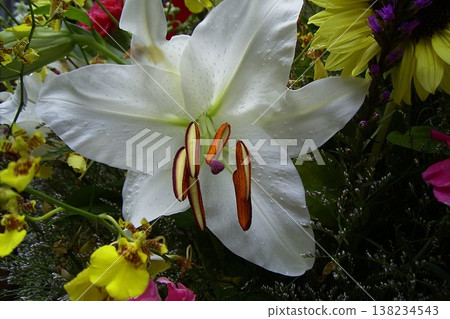 Luxurious and elegant white Casablanca lilies (3) 138234543