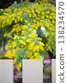 A vertical composition image of silver wattle and yellow flowers seen through a white fence, suitable for spring gardening promotions. 138234570