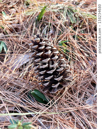 倒下的松果 138234680