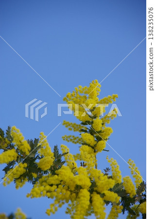 Mimosa illuminated by the morning sun 138235076