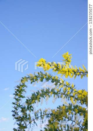 Mimosa illuminated by the morning sun 138235077