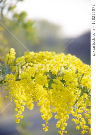 Mimosa illuminated by the morning sun Mimosa illuminated by the morning sun 138235078