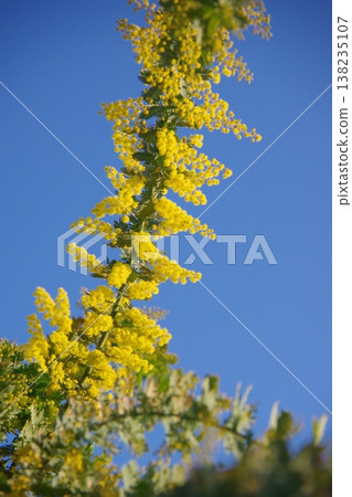 Mimosa illuminated by the morning sun Mimosa illuminated by the morning sun 138235107