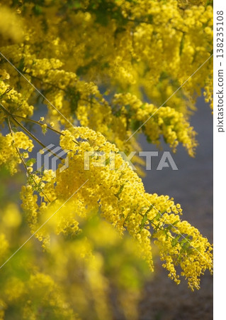 Mimosa illuminated by the morning sun Mimosa illuminated by the morning sun 138235108