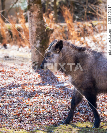 A wild Japanese serow walking 138235114