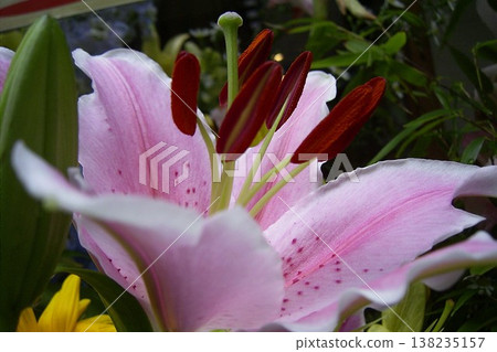 Casablanca lilies with pale pink petals and dark pink streaks. Casablanca lilies with pale pink petals and dark pink streaks. 138235157