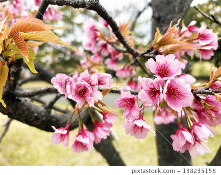Cherry blossoms in full bloom 138235158