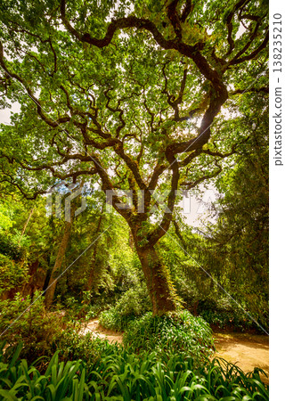 Majestic green tree in the lush garden of Quinta da Regaleira, Sintra, Portugal Majestic green tree in the lush garden of Quinta da Regaleira, Sintra, Portugal 138235210