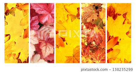 Season of year. Autumn vertical or horizontal banner with leaf of maple, rowanberry, birch. Nature collage with fall seasonal scenes. Vibrant leaves of fall. Perfect for showcasing changing seasons Season of year. Autumn vertical or horizontal banner with leaf of maple, rowanberry, birch. Nature collage with fall seasonal scenes. Vibrant leaves of fall. Perfect for showcasing changing seasons 138235299