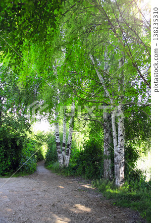 Picturesque sunny summer rural road with birch trees. Beautiful scene with white birch. Tranquil spring scene with birch trees Picturesque sunny summer rural road with birch trees. Beautiful scene with white birch. Tranquil spring scene with birch trees 138235310