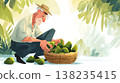 Senior farmer in a straw hat harvesting fresh avocados, gathering green tropical fruit from the ground and placing them into a rustic wicker basket in an orchard 138235415