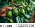 Farmer's hand gently holding two raw green avocados on a branch, highlighting the agricultural process of harvesting fresh produce from an avocado tree 138235436