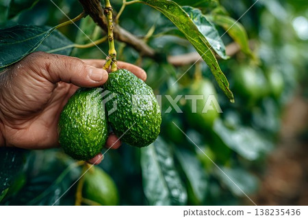 Farmer's hand gently holding two raw green avocados on a branch, highlighting the agricultural process of harvesting fresh produce from an avocado tree 138235436