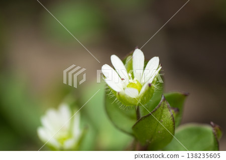 Chickweed flowers blooming in the spring fields Chickweed flowers blooming in the spring fields 138235605