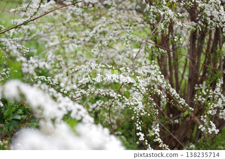 雪柳 雪柳 138235714
