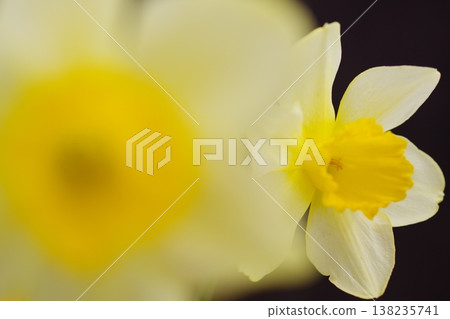 Narcissus Narcissus 138235741