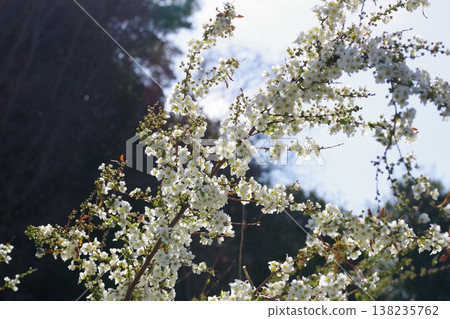 White flower White flower 138235762