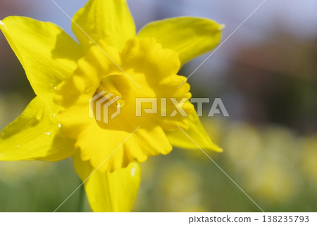 Yellow daffodils Yellow daffodils 138235793