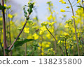 景觀與油菜花 138235800