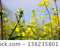 蜜蜂蜂蜜吮吸油菜花的蜂蜜 138235801