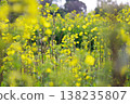 沐浴在春日陽光下的油菜花 138235807