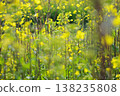 黃色油菜花 138235808