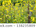 春天油菜田裡的黃花 138235809
