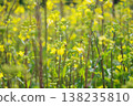 油菜花沐浴春光 138235810