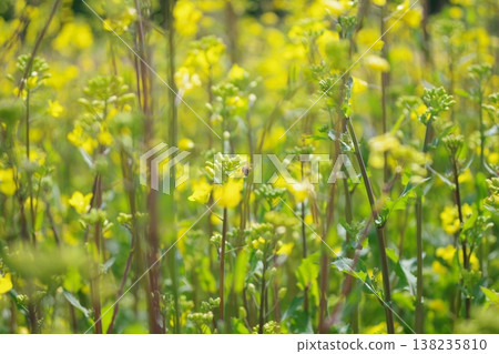 Rape blossoms bathed in spring light 138235810