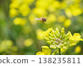 蜜蜂收穫油菜花 138235811