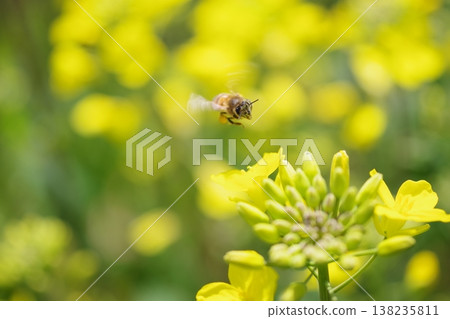 蜜蜂收穫油菜花 138235811