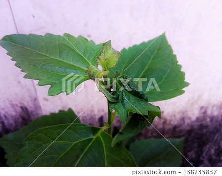 A close-up shot of a vibrant green plant showing new growth and fresh leaves unfurling. The detailed foliage stands out against a soft, textured wall, symbolizing nature's renewal and vitality. 138235837