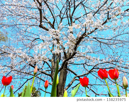 Spring has arrived! Tulips and cherry blossoms, Somei Yoshino cherry blossoms. Spring has arrived! Tulips and cherry blossoms, Somei Yoshino cherry blossoms. 138235975