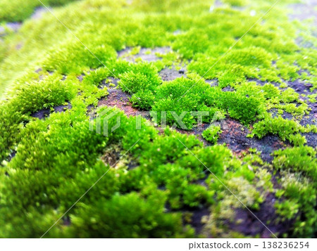 Close-up view of vibrant green moss growing in clusters on a textured rock surface, showcasing fresh organic nature and natural growth. Perfect for environmental and botanical themes. 138236254