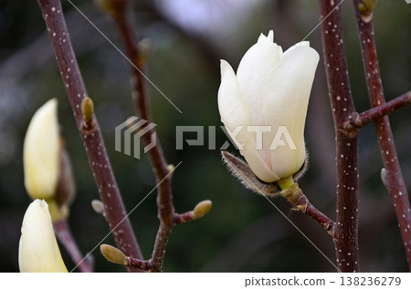 Haku Mokren 138236279