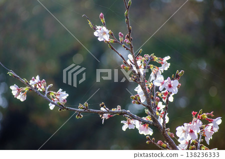 A spring scene of blooming white flowers and buds. 138236333