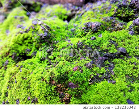 Close-up view of vibrant green moss covering dark rocks, creating a beautiful natural texture. Ideal for backgrounds, nature themes, and environmental concepts. 138236348