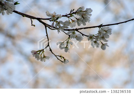 Close-up of white spring flowers Close-up of white spring flowers 138236538