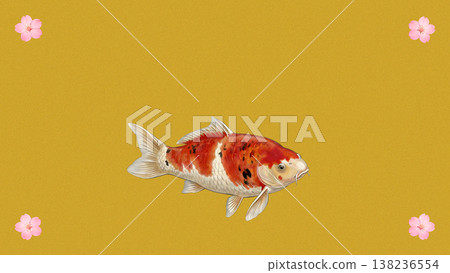 A beautiful and elegant Japanese-style spring illustration featuring koi swimming against a gold background adorned with cherry blossoms. 138236554