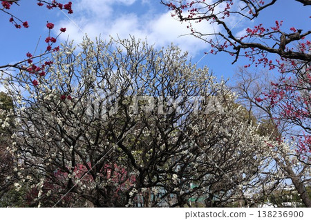 Heiwa no Mori Park Plum Blossoms Heiwa no Mori Park Plum Blossoms 138236900