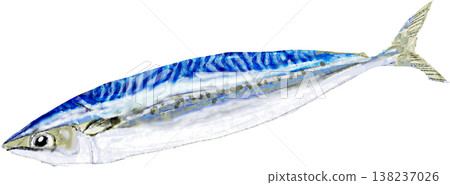 Illustration of Seki mackerel 138237026