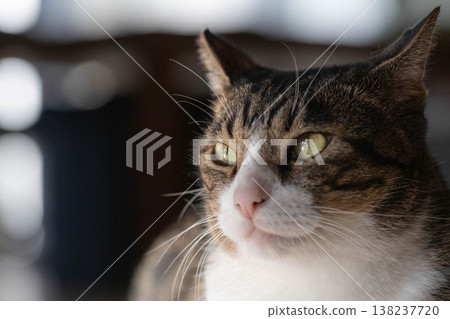 A cat staring at you 138237720