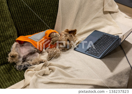 A small Yorkshire terrier dog in the orange fleece sweatshirt lying on a cozy green sofa next to an open laptop on a white knitted blanket. Working from home, remote work lifestyle, pet companionship. A small Yorkshire terrier dog in the orange fleece sweatshirt lying on a cozy green sofa next to an open laptop on a white knitted blanket. Working from home, remote work lifestyle, pet companionship. 138237823