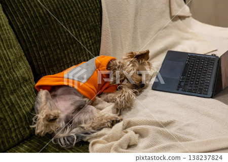 A small Yorkshire terrier dog in the orange fleece sweatshirt lying on a cozy green sofa next to an open laptop on a white knitted blanket. Working from home, remote work lifestyle, pet companionship. 138237824