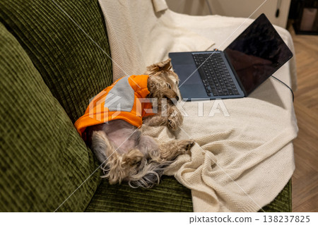 A small Yorkshire terrier dog in the orange fleece sweatshirt lying on a cozy green sofa next to an open laptop on a white knitted blanket. Working from home, remote work lifestyle, pet companionship. A small Yorkshire terrier dog in the orange fleece sweatshirt lying on a cozy green sofa next to an open laptop on a white knitted blanket. Working from home, remote work lifestyle, pet companionship. 138237825