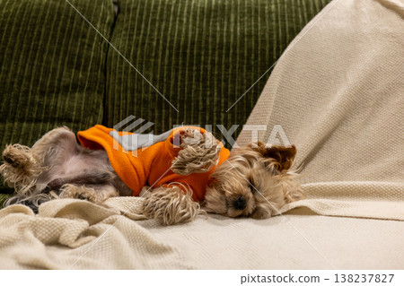 A cute small yorkie dog sleeping peacefully on a soft beige knitted blanket. The pet is wearing a cozy orange fleece vest, creating a sense of warmth, home comfort, and security in a modern interior. A cute small yorkie dog sleeping peacefully on a soft beige knitted blanket. The pet is wearing a cozy orange fleece vest, creating a sense of warmth, home comfort, and security in a modern interior. 138237827