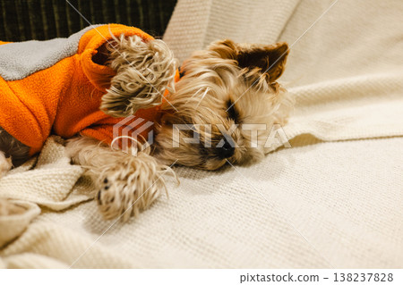 A cute small yorkie dog sleeping peacefully on a soft beige knitted blanket. The pet is wearing a cozy orange fleece vest, creating a sense of warmth, home comfort, and security in a modern interior. A cute small yorkie dog sleeping peacefully on a soft beige knitted blanket. The pet is wearing a cozy orange fleece vest, creating a sense of warmth, home comfort, and security in a modern interior. 138237828