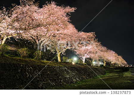 秦野市水瀨川沿岸的櫻花燈光秀 秦野市水瀨川沿岸的櫻花燈光秀 138237873
