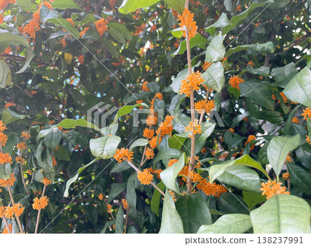 Flower of Kinmokusei Flower of Kinmokusei 138237991
