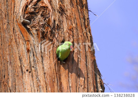 A rose-ringed parakeet peeking out of its nest A rose-ringed parakeet peeking out of its nest 138238028
